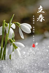 立春 立春海报 二十四节气海报