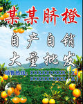 脐橙海报