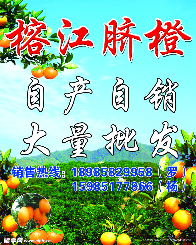 脐橙海报