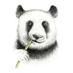 手绘熊猫