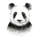 手绘熊猫