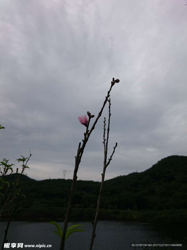 桃树枝
