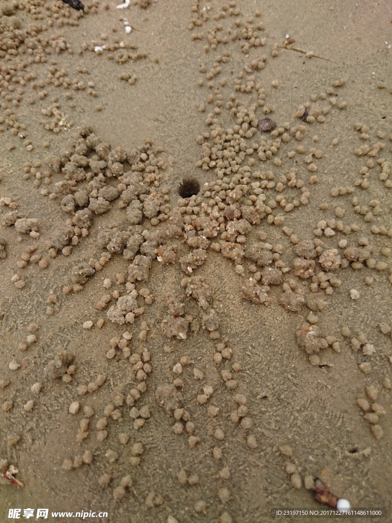 沙滩螃蟹孔洞