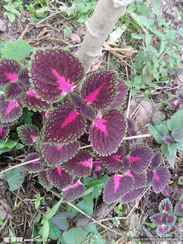 红叶草