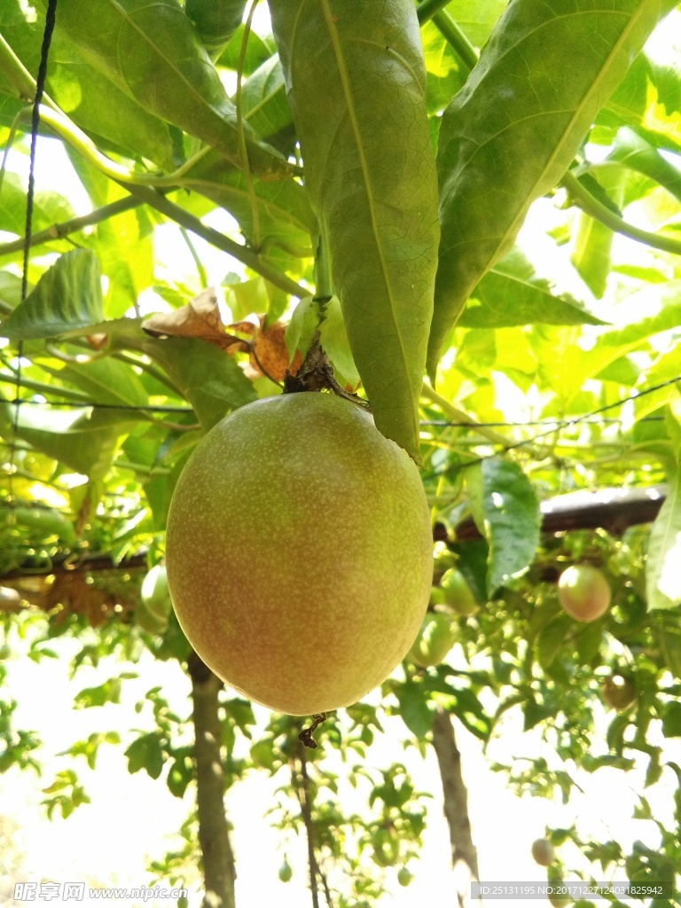 百香果