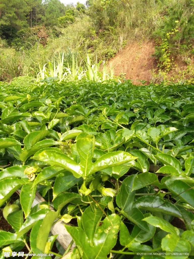 百香果树