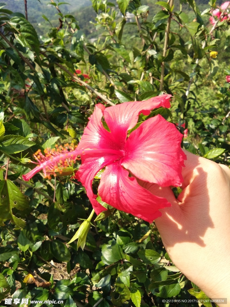 花儿