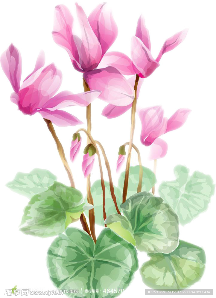 兰花
