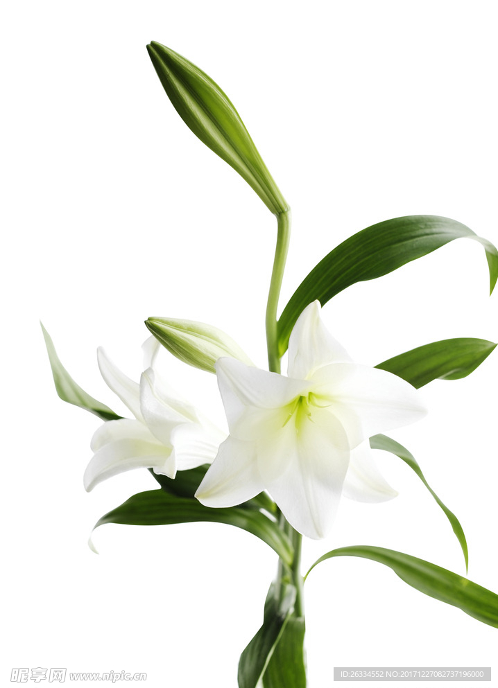 百合花