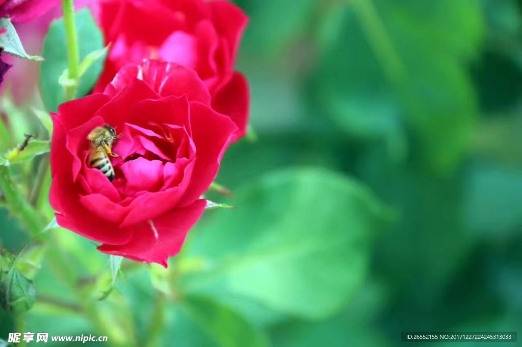 月季花