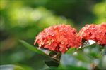 龙船花