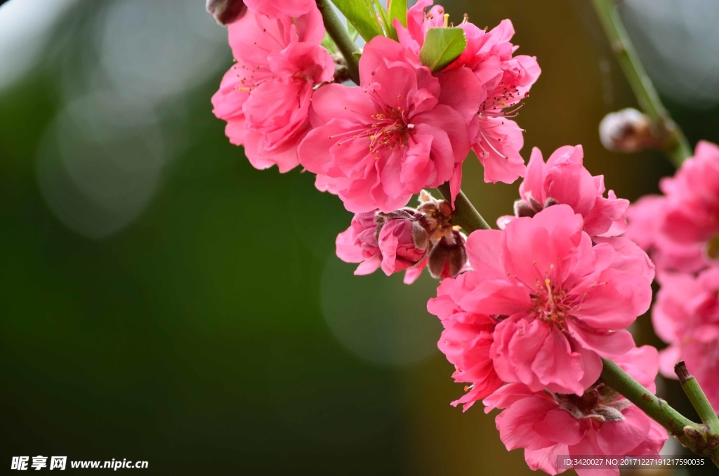 桃花