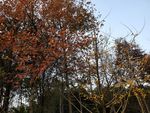 银杏树