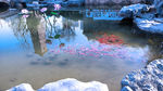 鱼水情深