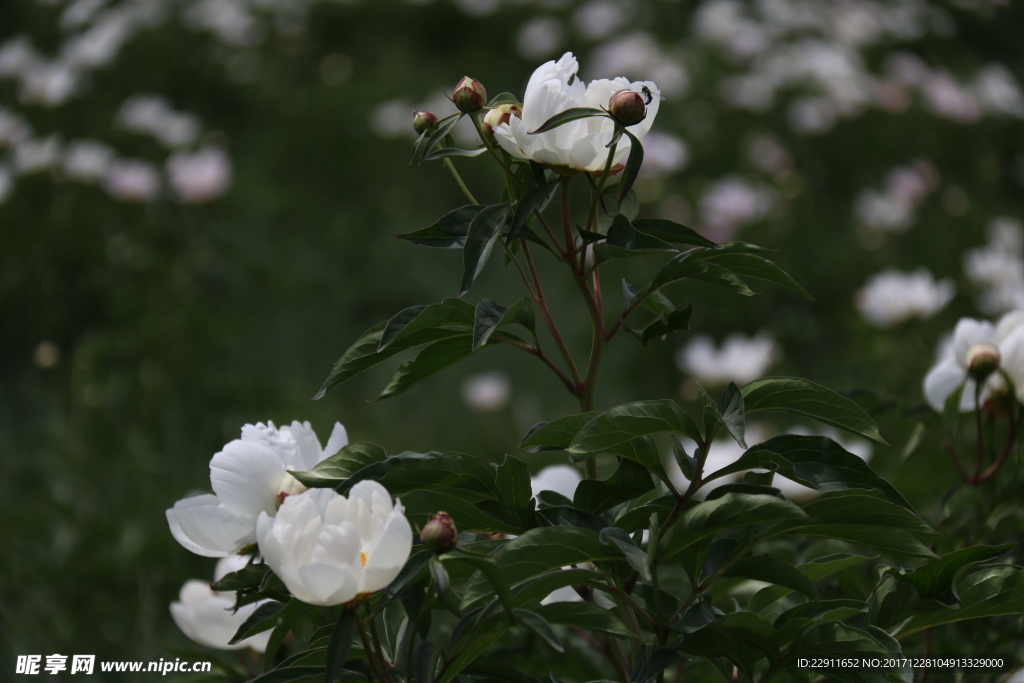 花丛中