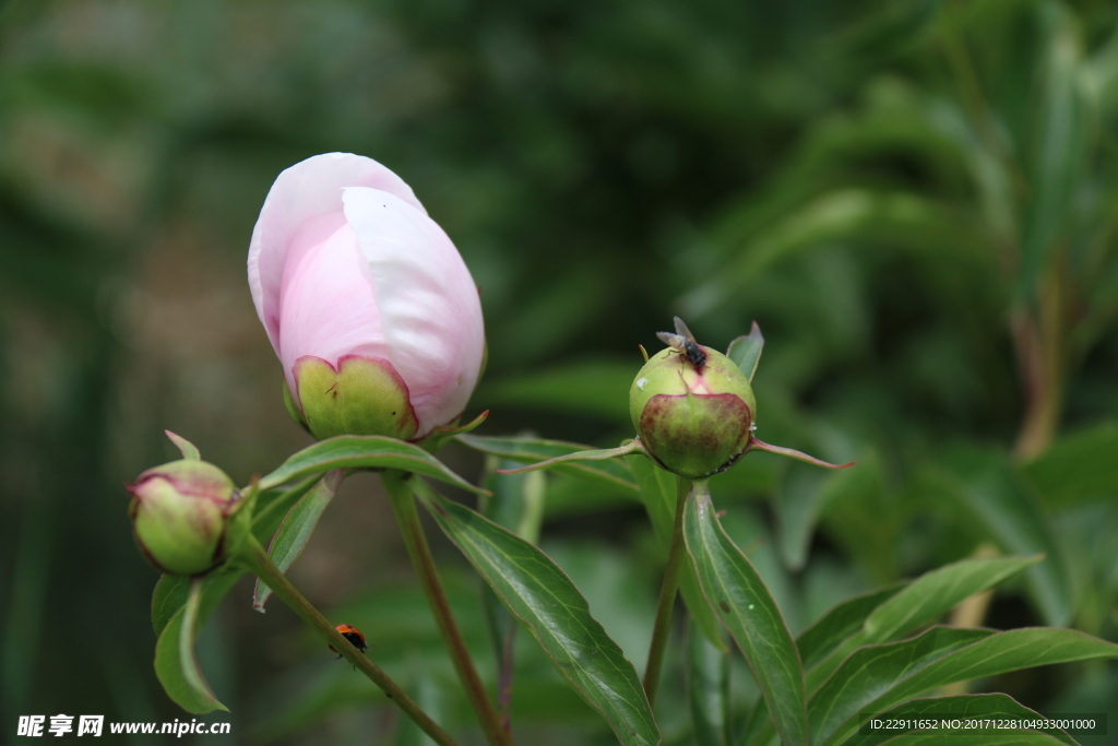 芍药花蕊