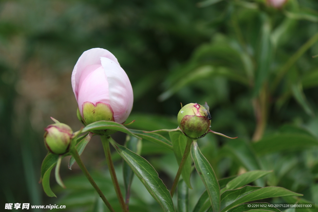 芍药花蕾