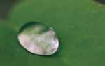 水滴叶子图片