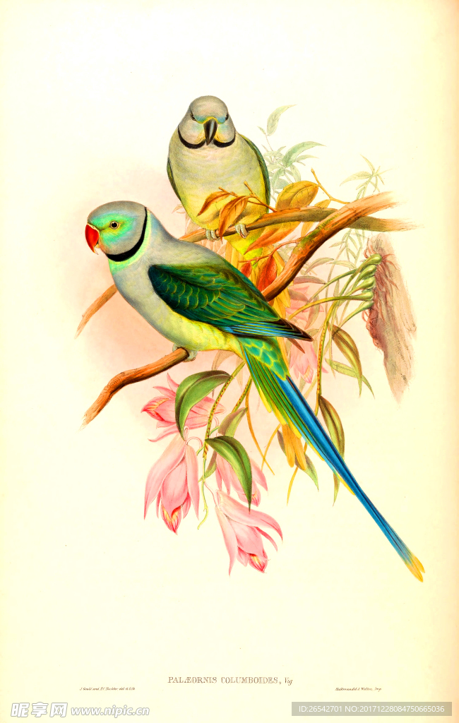 亚洲手绘鸟类生物插画