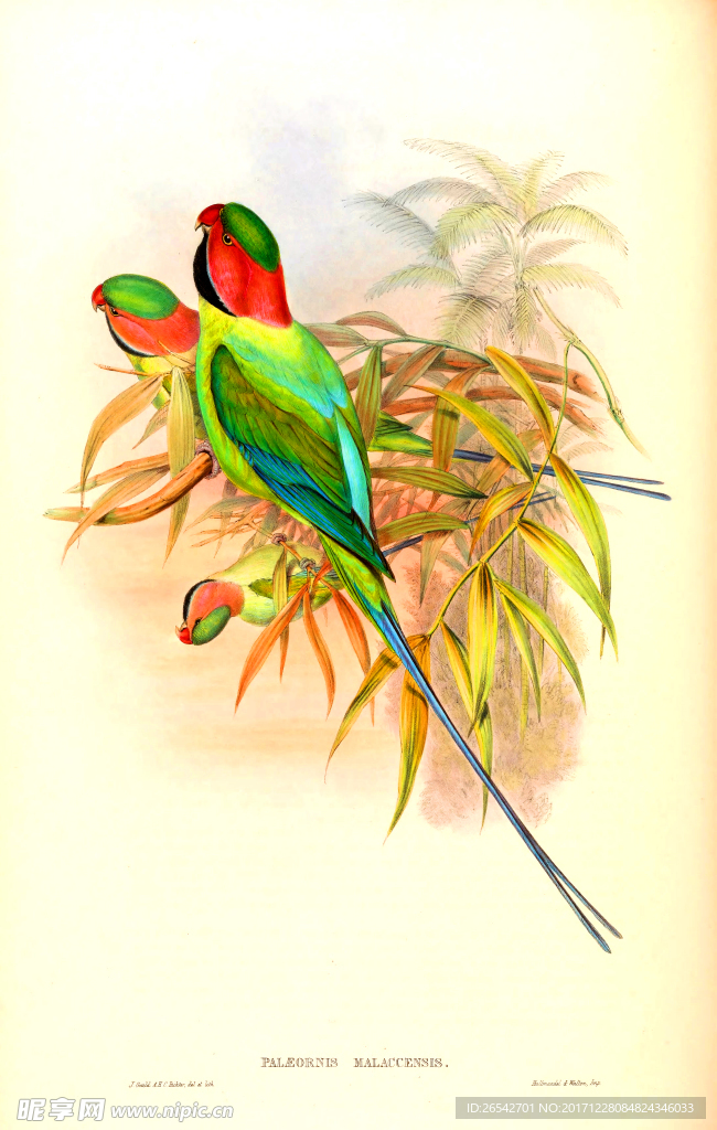 亚洲手绘鸟类生物插画