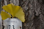 银杏