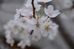 梨花