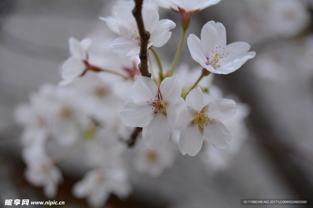 梨花