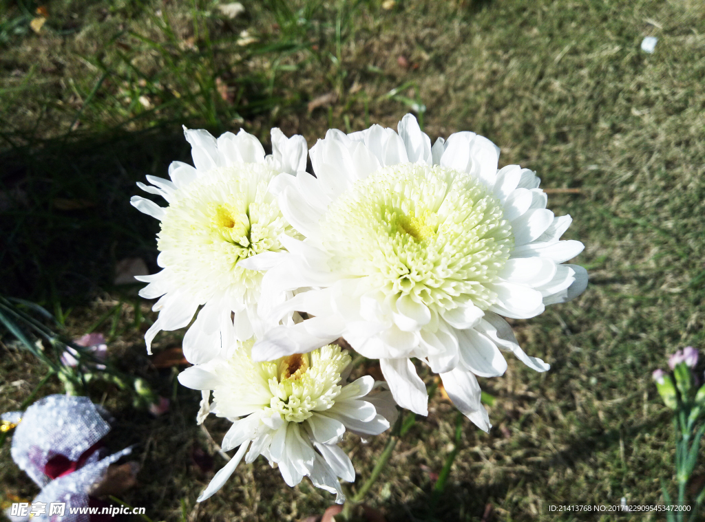 菊花