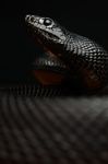 蛇