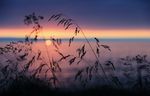 夕阳芦苇