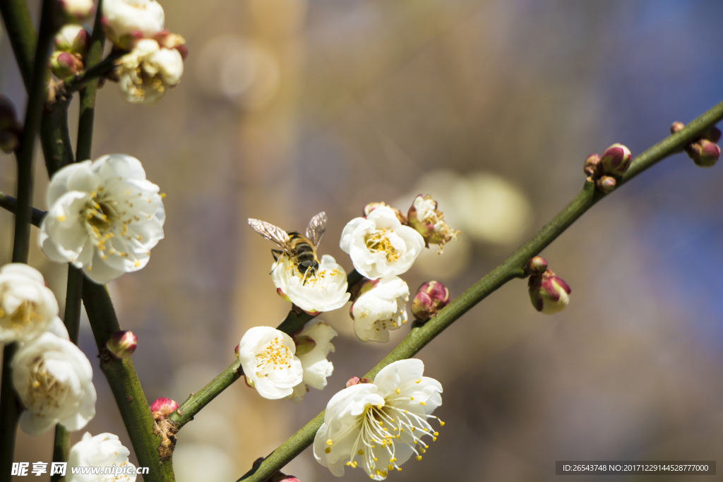 蜜蜂采蜜
