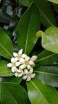 小白花