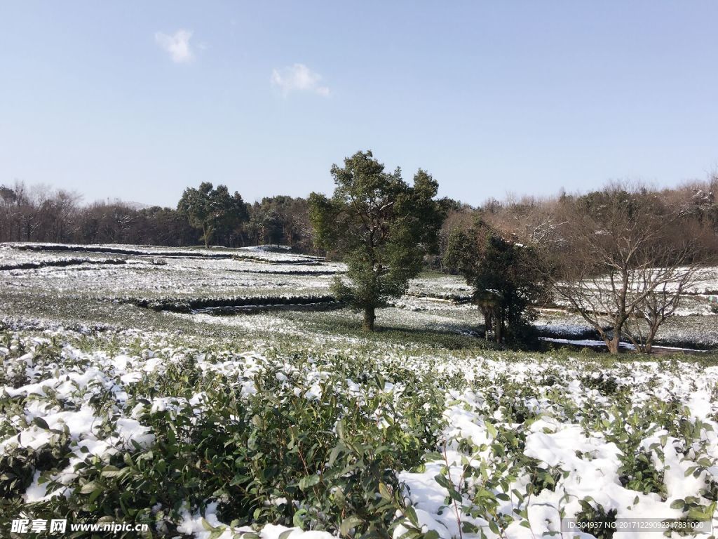 雪景