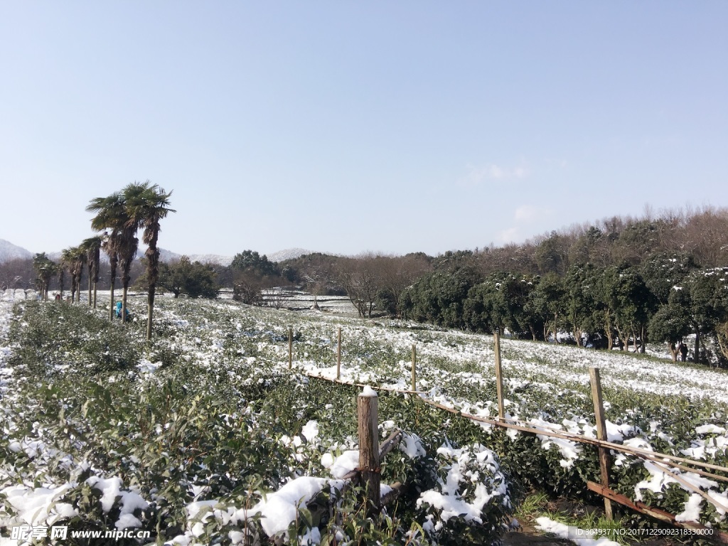 雪景