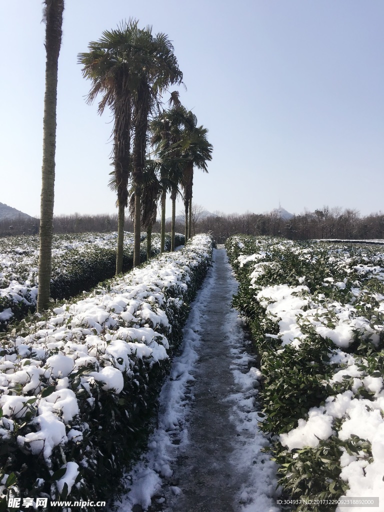 西湖雪景