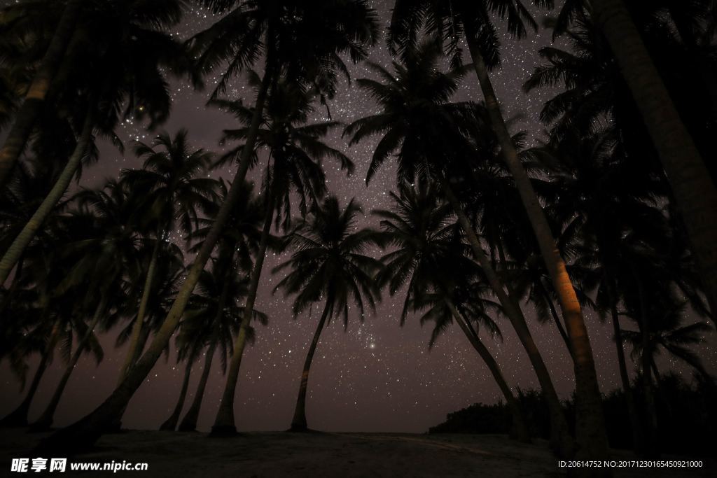 夜色下的椰子树