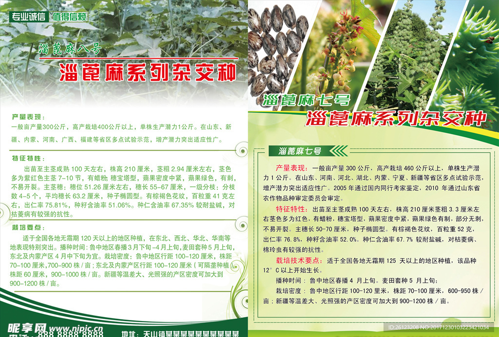 蓖麻彩页 蓖麻宣传