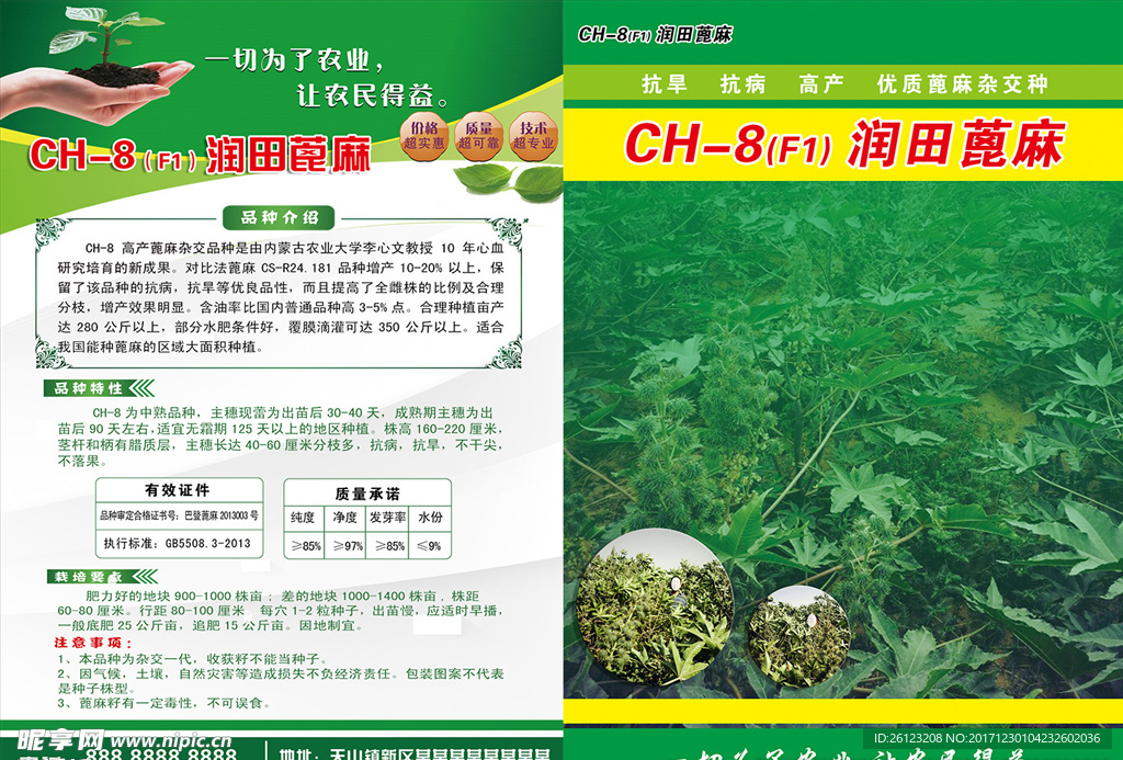 蓖麻彩页