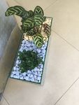 盆栽