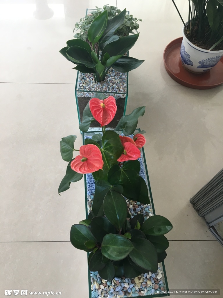 盆栽