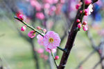 红梅花