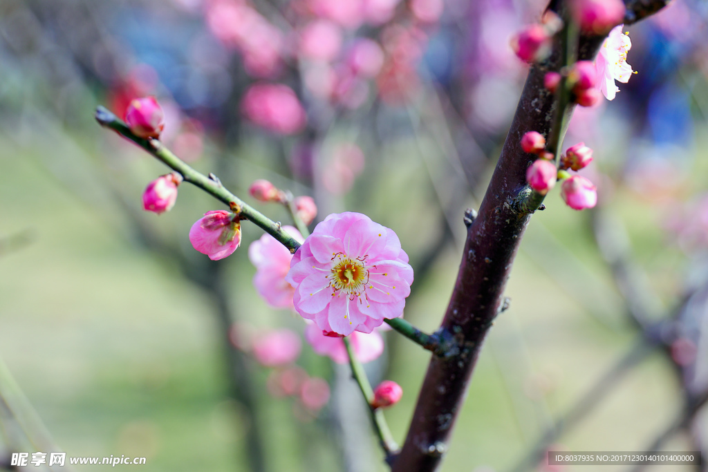 红梅花