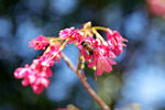 蜜蜂在樱花上采蜜