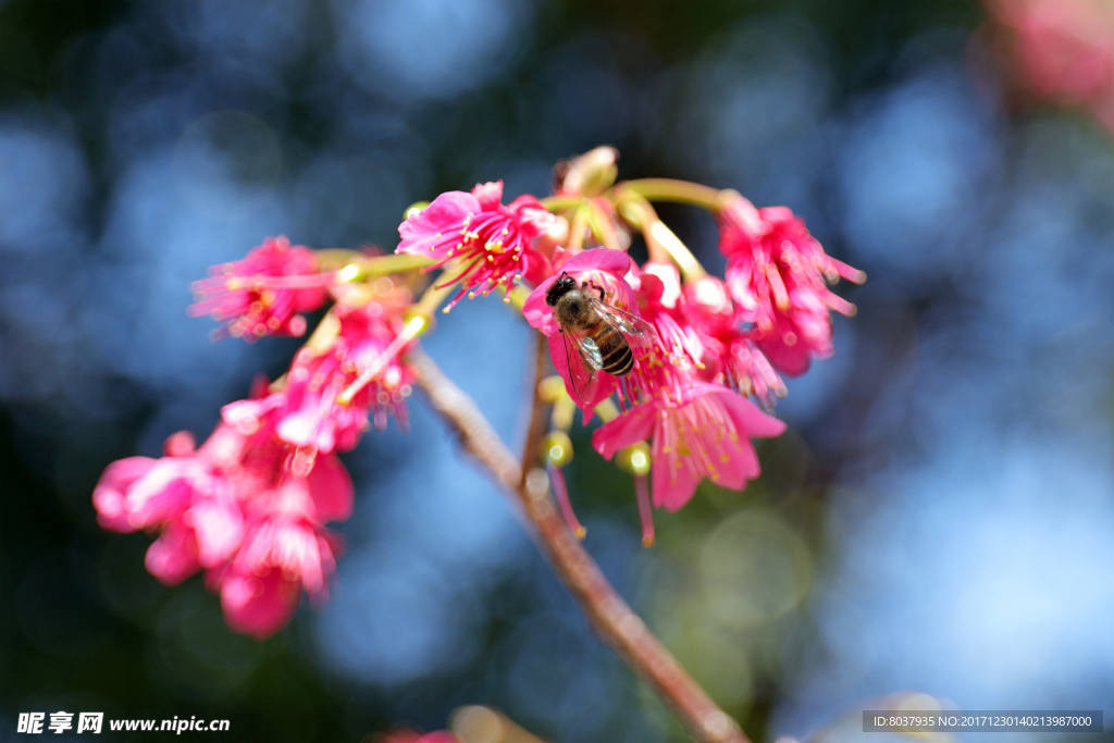 蜜蜂在樱花上采蜜