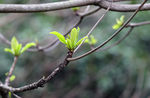 春芽
