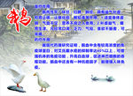 鹅   鹅的介绍