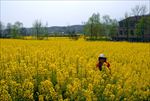 油菜花
