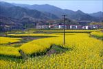 油菜花