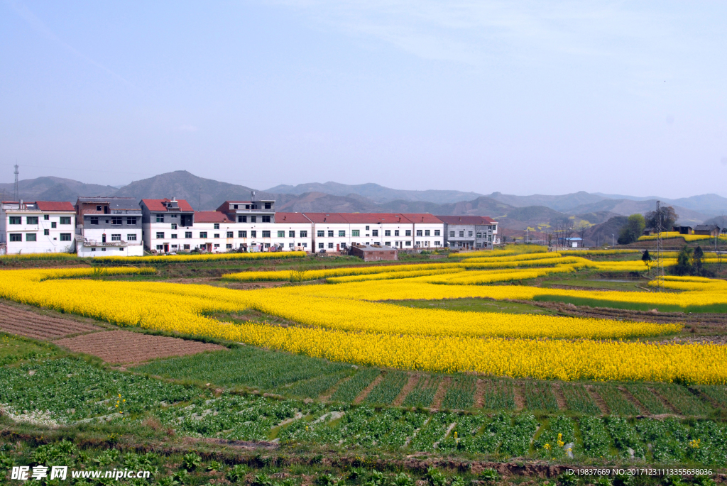 油菜花