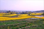 油菜花